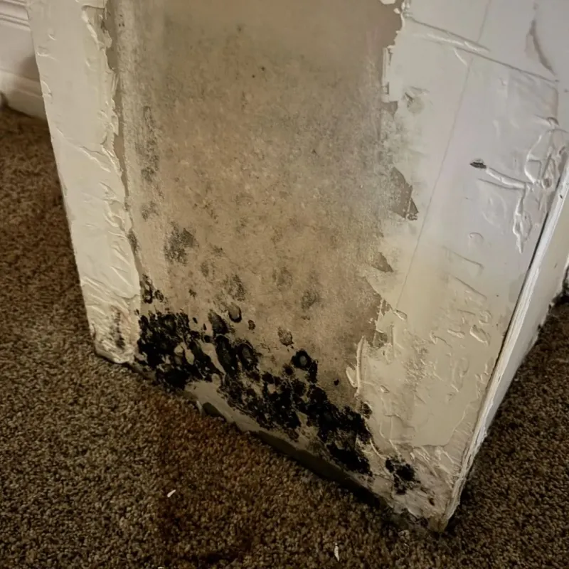 Professional Mold Removal in Lone Jack, MO
